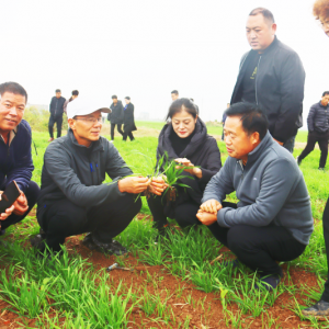 農(nóng)業(yè)專家為問題麥田把脈問診送良方